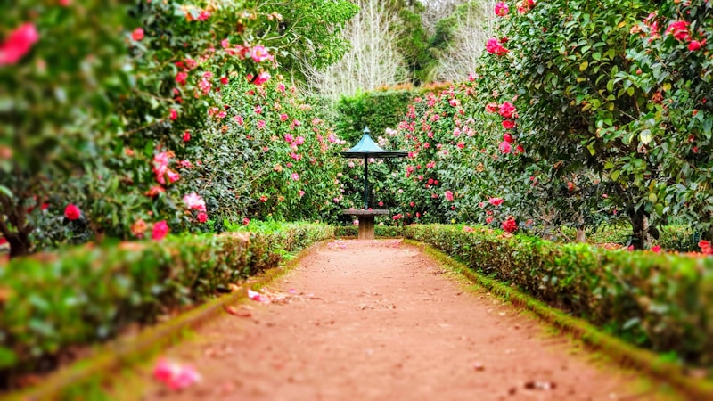 Beautiful maintained garden with lush greenery