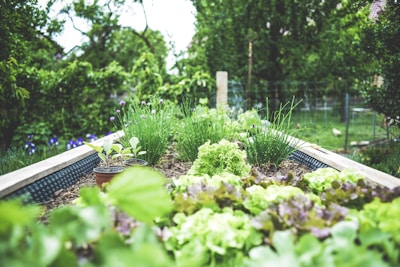 Manicured lawn and borders